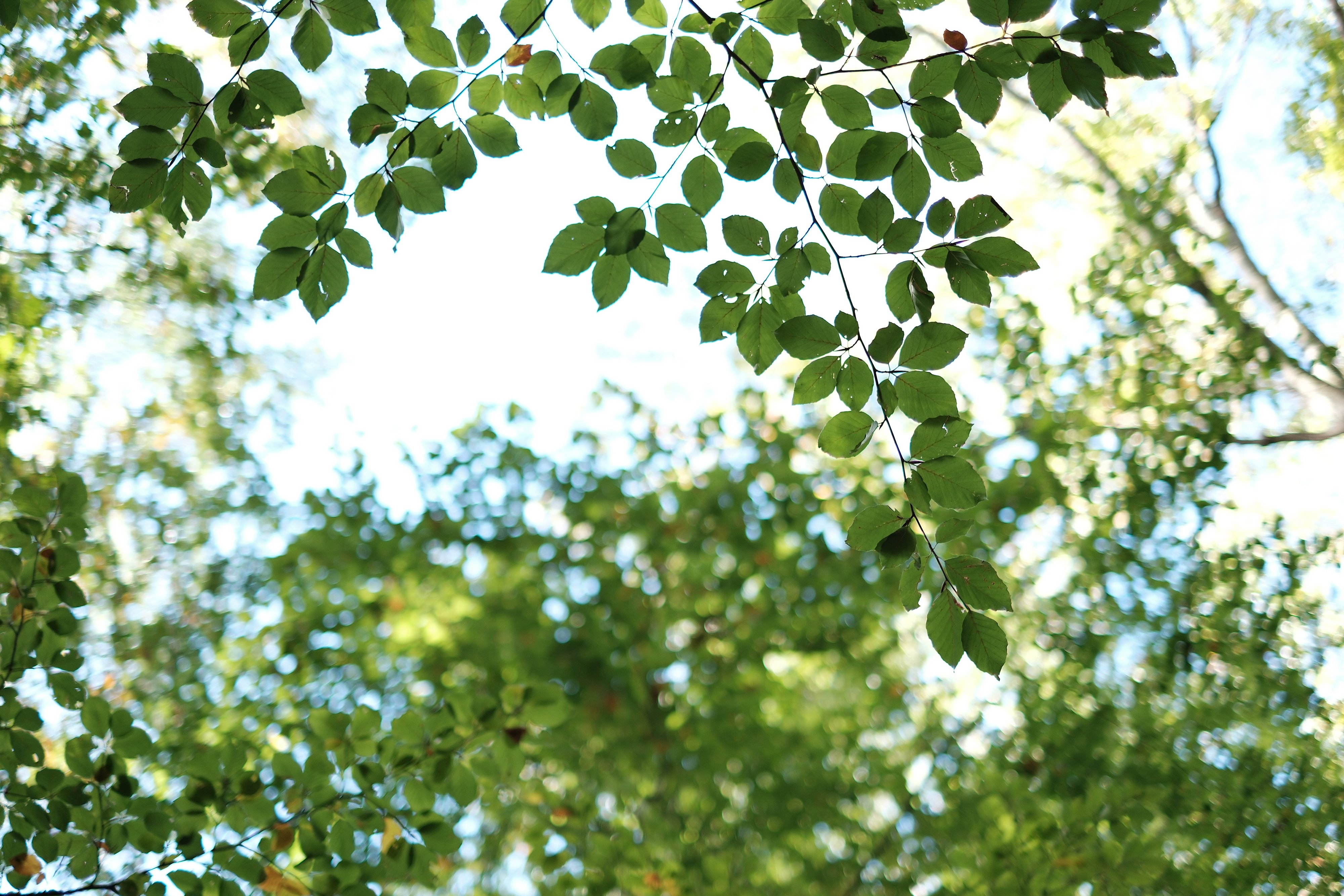 Taufe - mal anders: Draußen und im Grünen